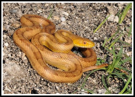 Eastern Rat Snake Florida Backyard Snakes