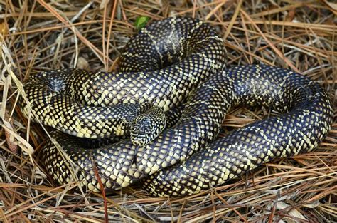 Florida Kingsnake Facts Description Diet And Pictures