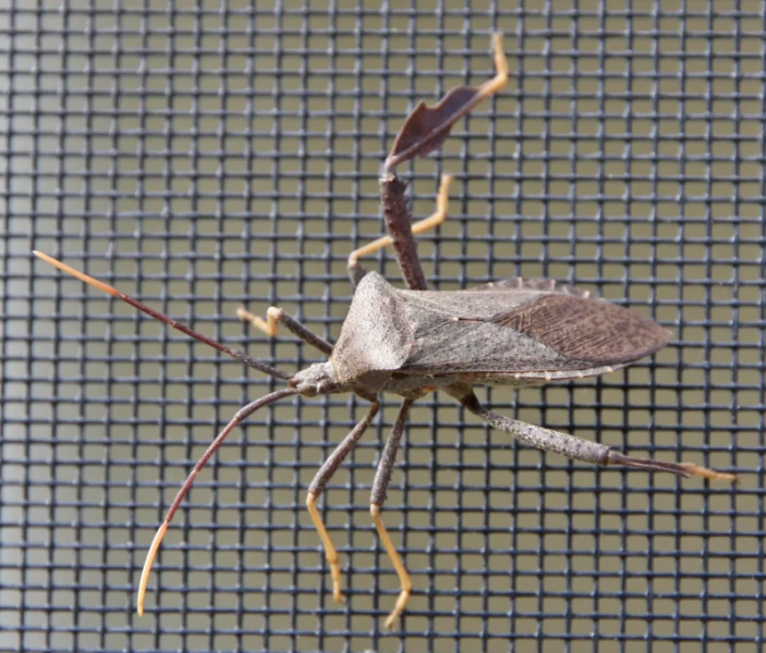 Florida Leaf Footed Bug Facts Diet Habitat Amp Pictures On Animalia Bio