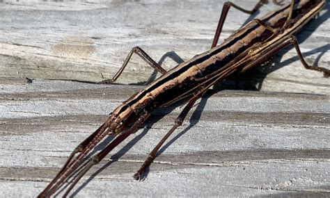 Florida Stick Bugs: Control And Prevention Tips