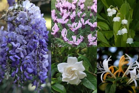 Fragrant Flowers 10 Perennial Plants With The Most Beautiful Scent