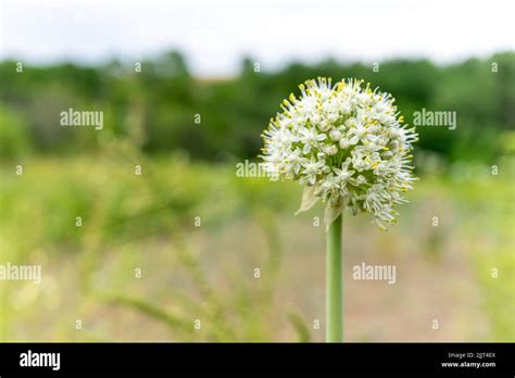 Garlic Flower Plant And Grow At Home Garlic Seeds Rural Natural