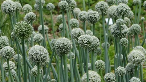 Garlic Flower Plant: Easy Care Tips