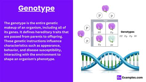 Genotype Definition Types Functions Examples And Faqs