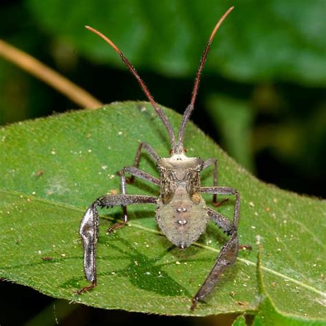 Giant Leaf Footed Bug Acanthocephala Declivis Bugguide Net