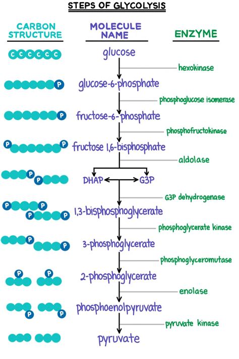 Glycolysis Reaction Guide Pdf