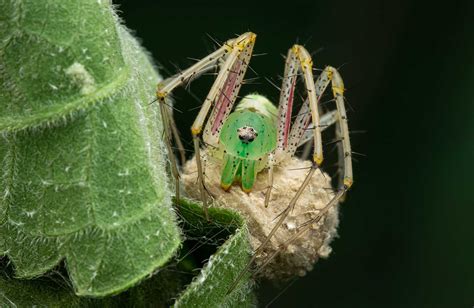 Green Lynx Spider: A Comprehensive Guide To Its Unique Hunting Abilities