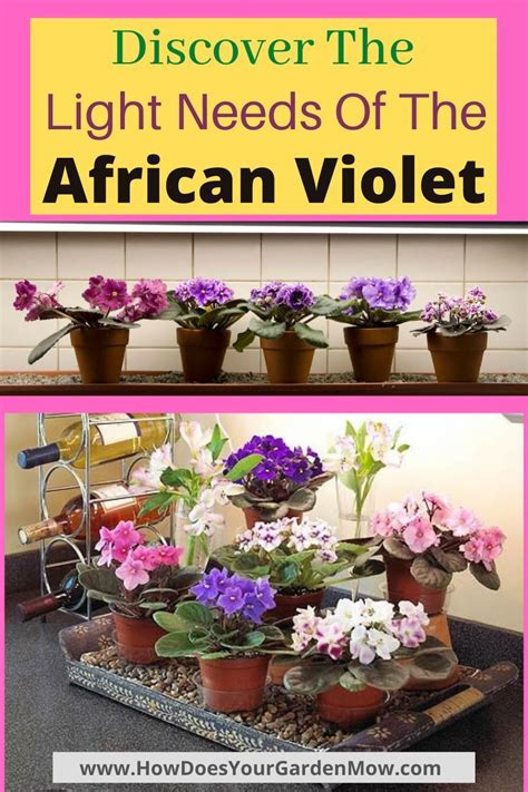 Guide To The Essential Light Needs Of African Violets Artofit