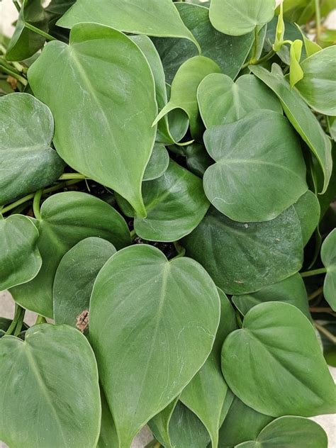 Heartleaf Philodendron Care Tips For Growing This Classic Plant