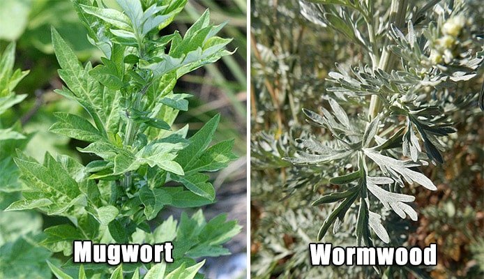 Hee S Garden Mugwort