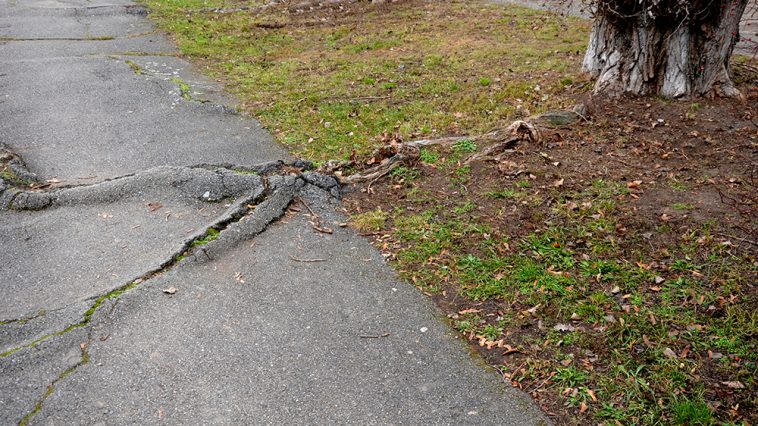 How Deep Do Oak Tree Roots Go Pepper S Home Garden