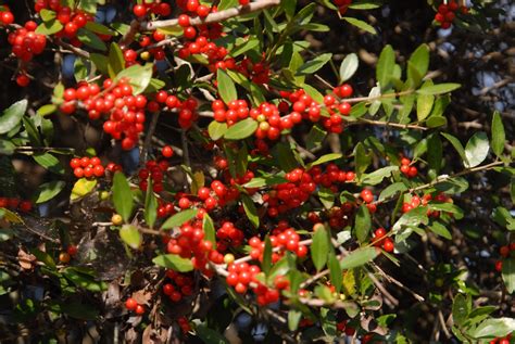 How Does Ilex Vomitoria Tea Work? Energy Boost