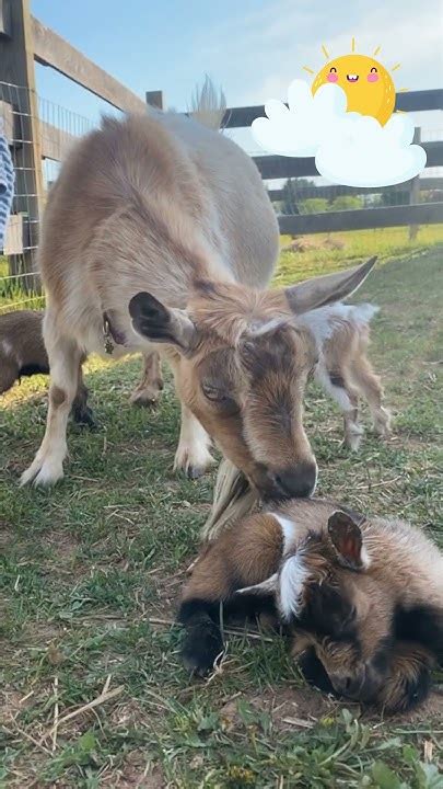 How To Care For Young Offsprings Goats Easily