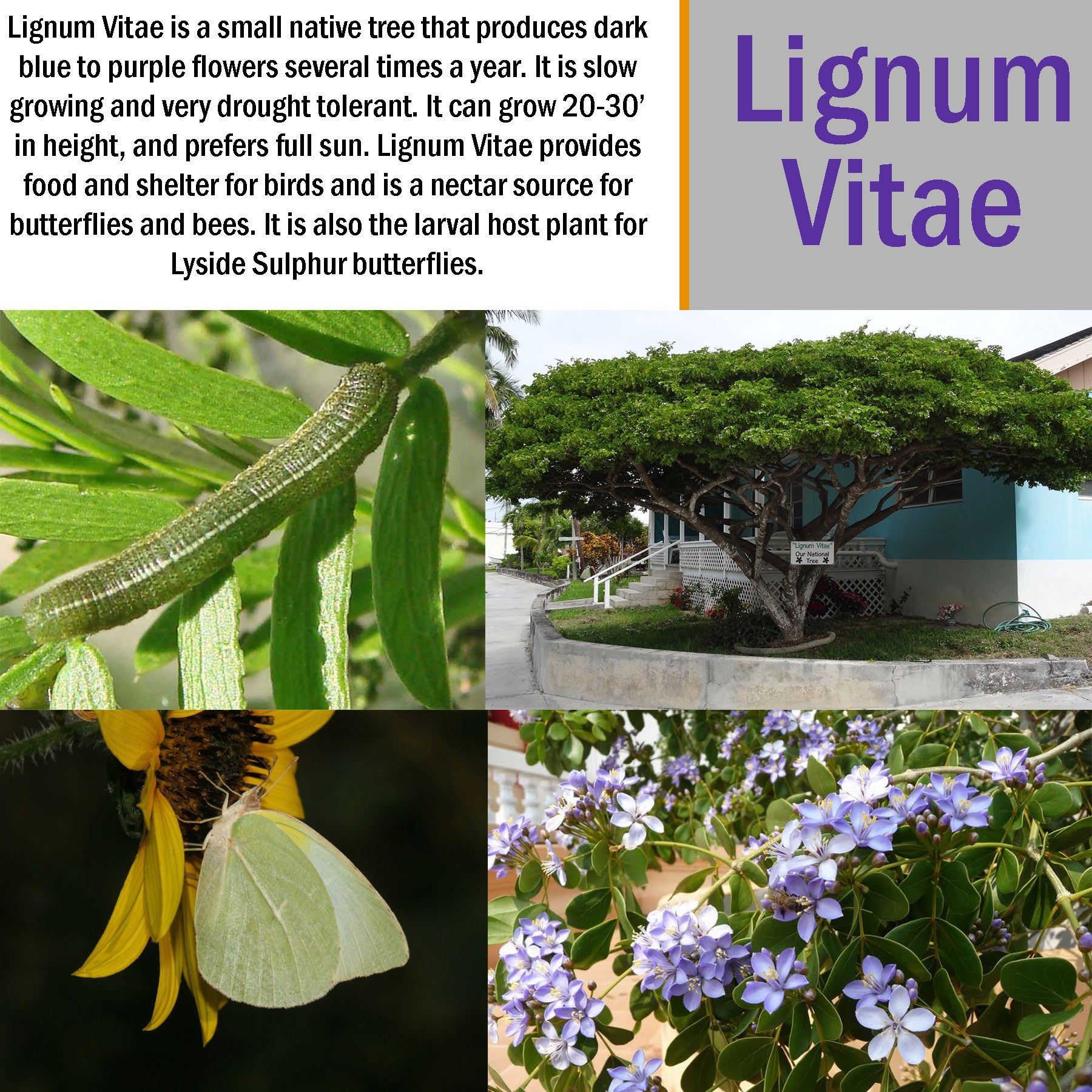 How To Grow Lignum Vitae? Care Tips Inside