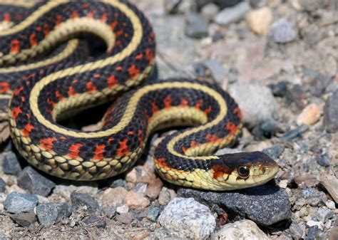 How To Identify Garter Snakes? Pictures And Facts