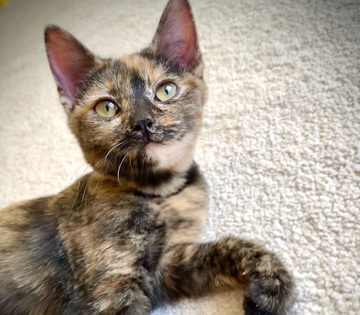 How To Identify Tabby Tortie Calico And Torbie Cats And Kittens