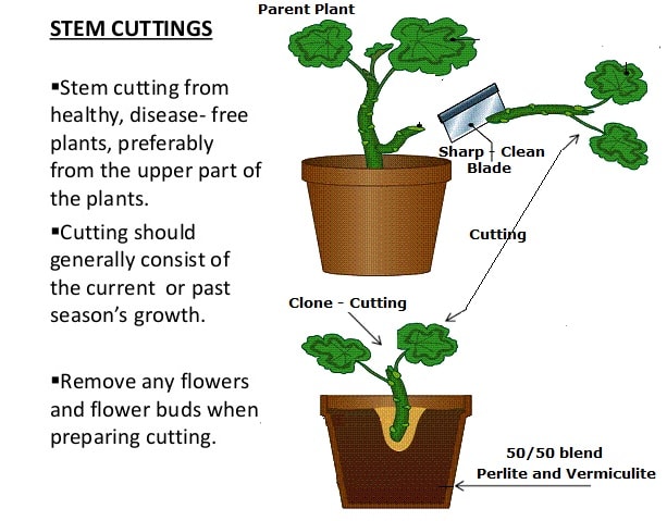 How To Take A Cutting From A Plant Upgardener