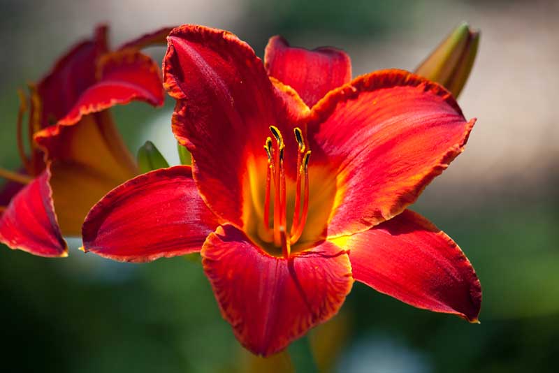 How To Use Daylilies? Beautiful Garden Solutions