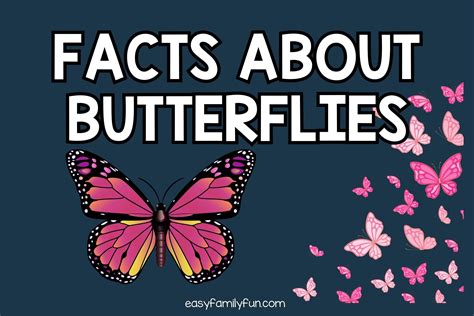 Interesting Facts About Butterflies Just Fun Facts