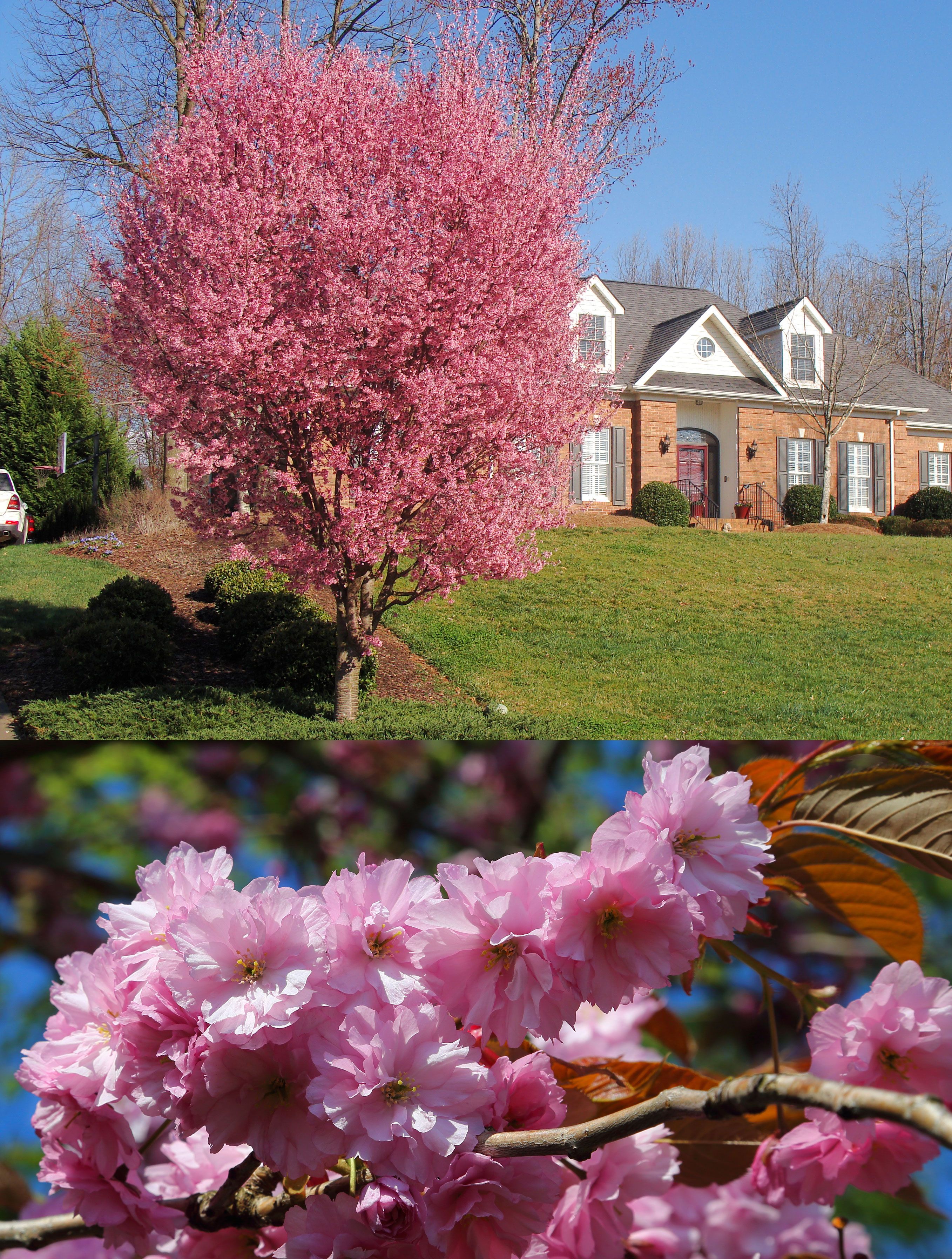 Kwanzan Cherry Tree: Beautiful Blooms Guaranteed