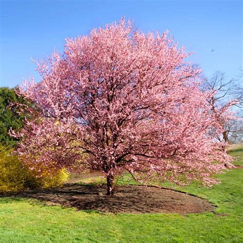 Kwanzan Cherry