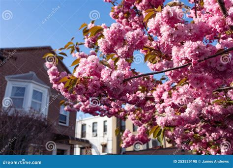 Kwanzan Flowering Cherry Tree During Spring In Astoria Queens New York