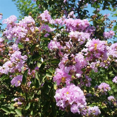 Lagerstroemia Indica X Fauriei Muskogee Crape Myrtle Mid Valley Trees