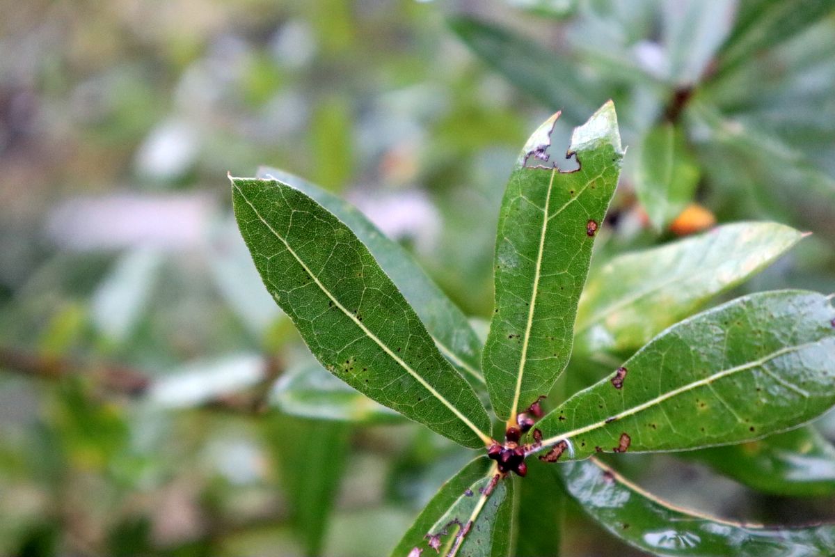 Laurel Oak Quercus Laurifolia