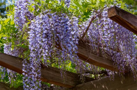 Learn Step By Step How To Prune Wisteria