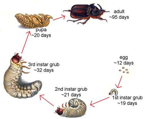 Life Cycle Of A Beetle