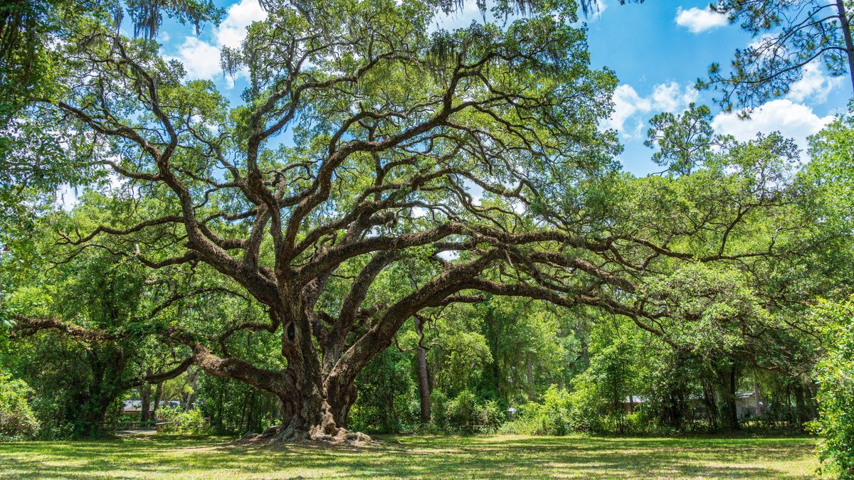 Live Oak Care And Growing Guide Tips For These Majestic Trees Flipboard