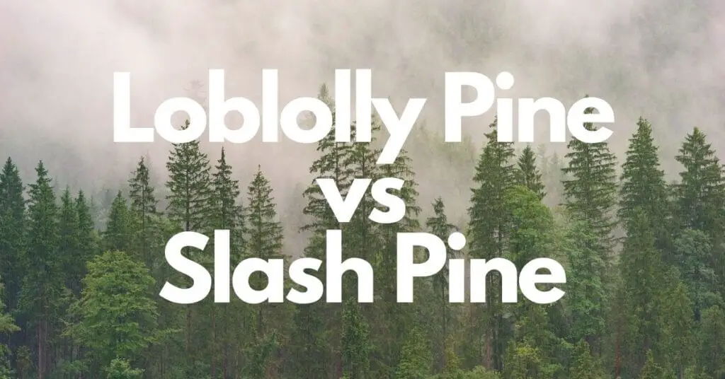 Longleaf Pine Vs Loblolly - Campus SDH