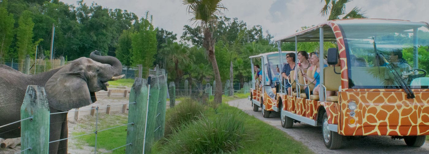 Lowry Zoo Tampa Tickets: Save Up To 20%