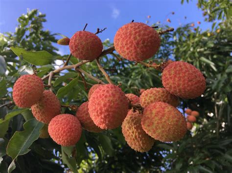 Lychee Fruit Fresh Organic Fragrant And Delicious 2 Lbs