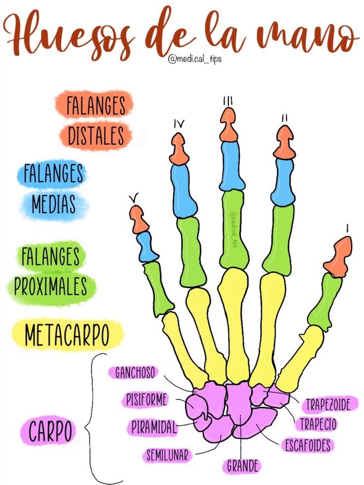 Mano Anatomía Completa