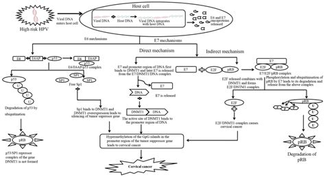 Modulation Of Dna Methylation By Human Papillomavirus E6 And E7