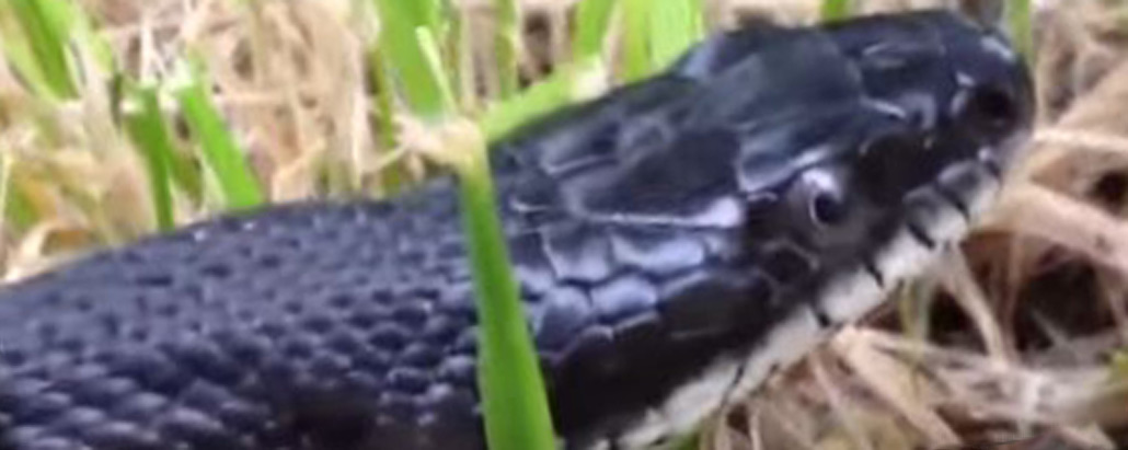 7 Effective Ways to Use Mothballs for Snake Repellent