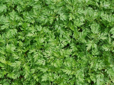 Mugwort In Florida Identify And Use Benefits Black Atlantic