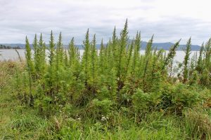 Mugwort Magical Plant Of Moon Goddess Artemisia