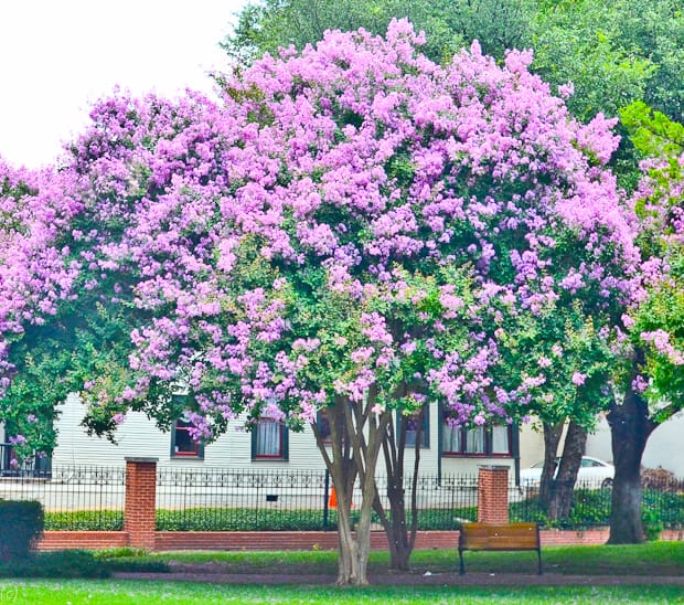 Muskogee Crape Myrtle Tree