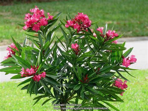 Nerium Oleander Nerium Poisoning Oleander