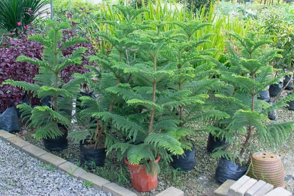 Norfolk Island Pine How To Grow Amp Care