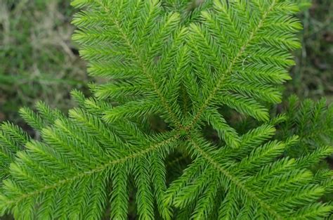 Norfolk Island Pine Leafs: Grow Healthy Trees