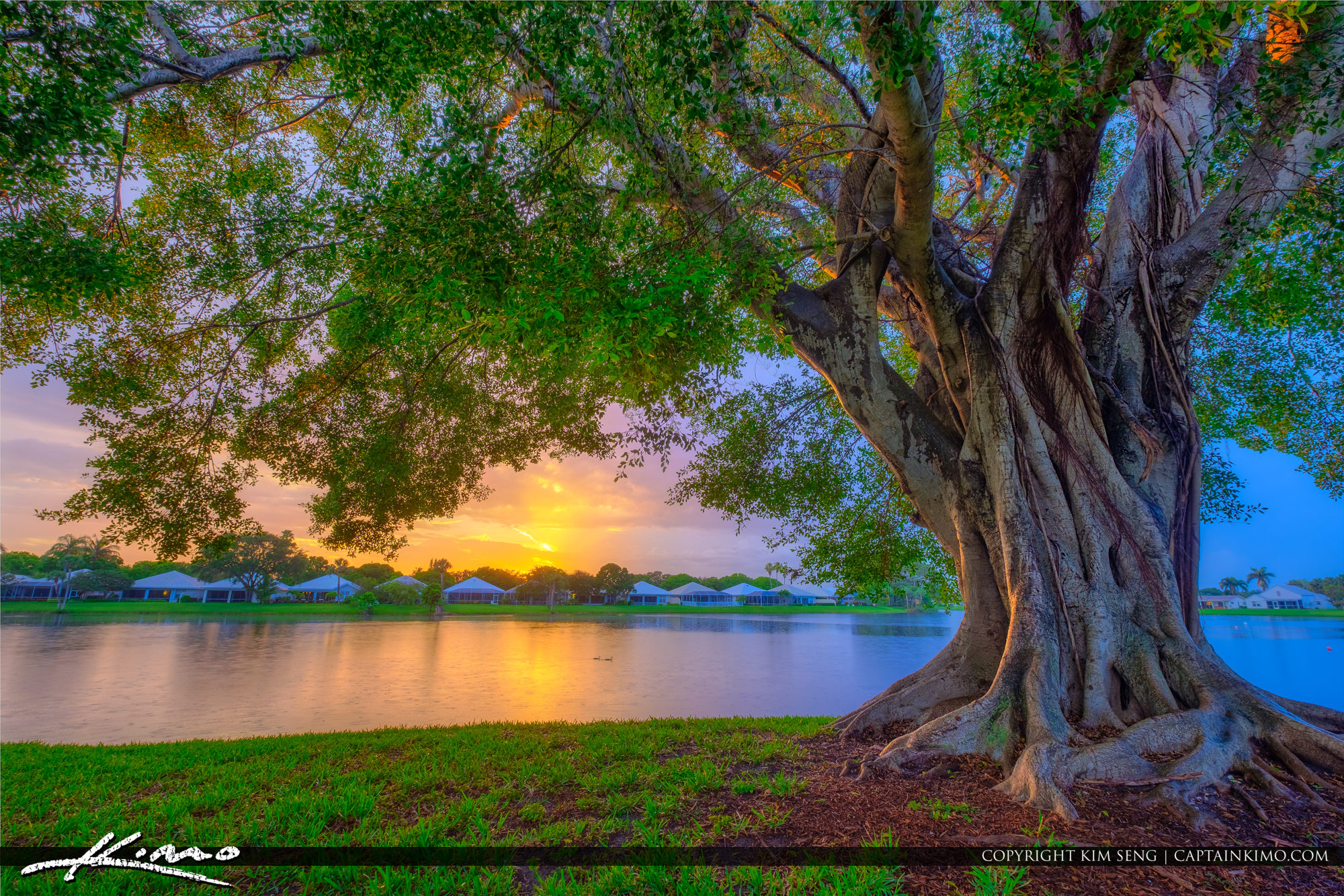 Oak Tree In Florida: Grow Strong Roots