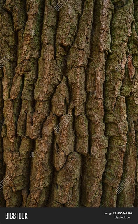 Old Tree Bark Texture Image Photo Free Trial Bigstock