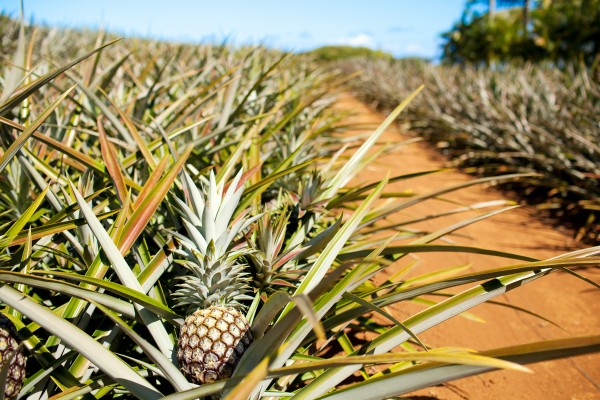 Pineapple Fertiliser Pacific Fertiliser