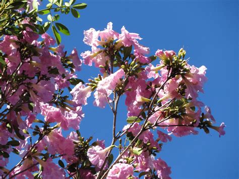 Pink Trumpet Tree: A Comprehensive Health Guide