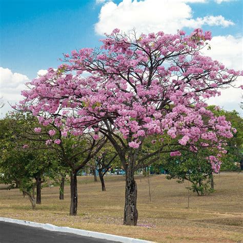 Pink Trumpet Tree Artofit