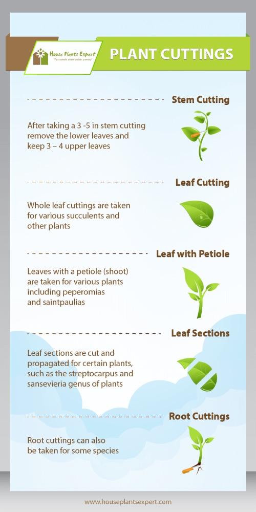 Plant Cuttings Guide R Coolguides