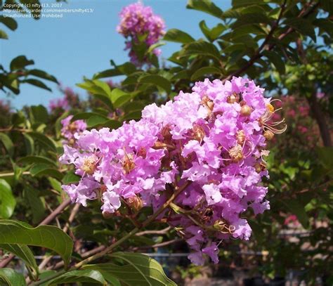 Plantfiles Pictures Japanese Crepe Myrtle Crape Myrtle Muskogee